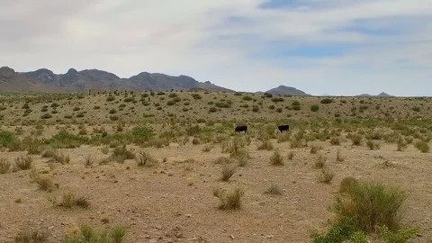 Desert Free Range Cattle Move Right Stock Footage 76003795