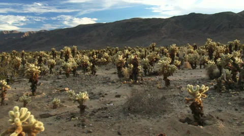 Desert full of Cholla Cactus 스톡 동영상 33960834
