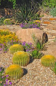 Desert garden Stock Photos