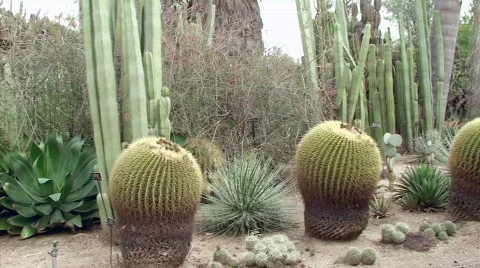 Desert Gardens Stock Footage 634684