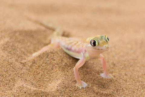 Desert Gecko. Stock Photos