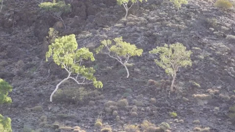 Desert Ghost Gums MacDonnell Ranges Stock Footage 155229893