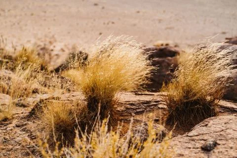 Desert gras between sand and stones in Africa Foto stock