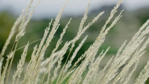 Desert Grass 4k Stock Footage 79663454