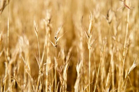 Desert Grass close Stock Photos