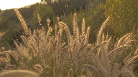 Desert Grass Video stock 74938483