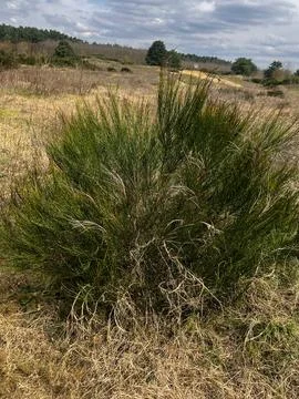 Desert Grass Landscape Foto stock