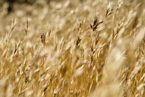 Desert Grass Macro Stock Photos
