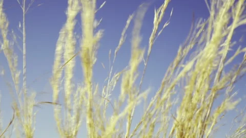 Desert grass namib Desert Namibia Africa Stock Footage 223507534