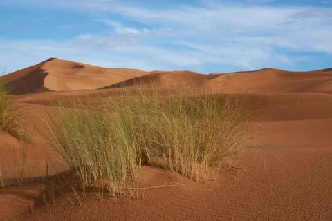 Desert grass Stock Photos