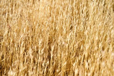 Desert Grass Stock Photos