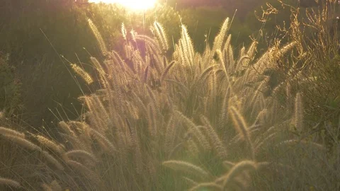 Desert Grass at Sunrise Stock Footage 74851924