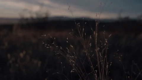 Desert grass in the wind, breeze blowing Stock Footage 123003722