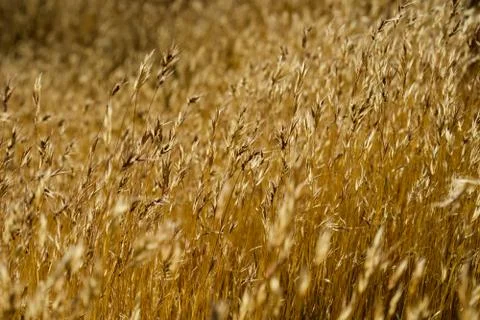 Desert Grass1 Stock Photos