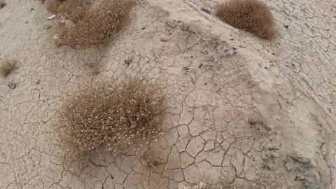 Desert grasses 動画素材 336417039