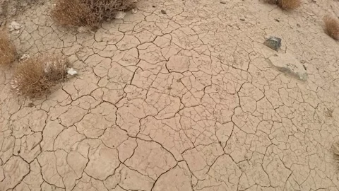 Desert grasses 動画素材 336417074