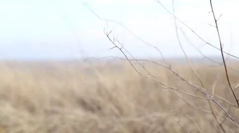 Desert grasses - rack focus Vídeo Stock 50328056