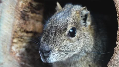 A desert ground squirrel relaxing Stock Footage 265781946