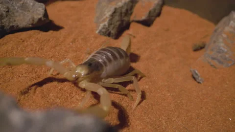Desert hairy scorpion crossing frame Stock Footage 170516632
