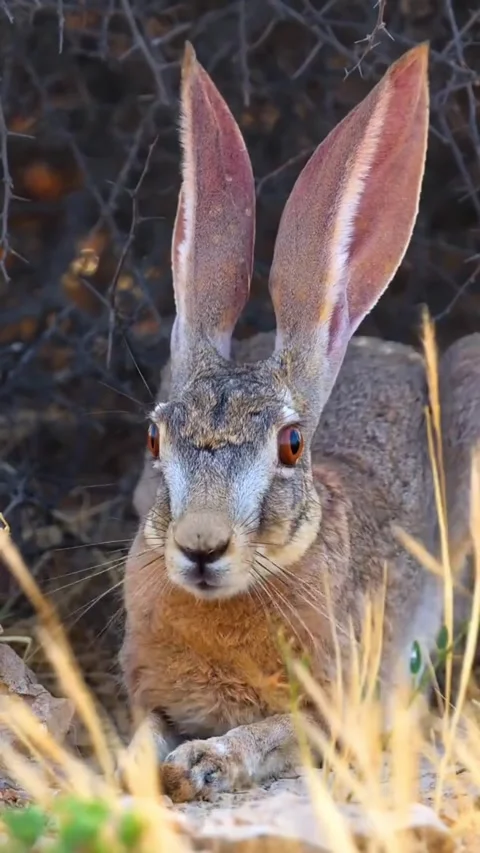 Desert Hare with Long Ears Sitting on Sand Video stock 343361503