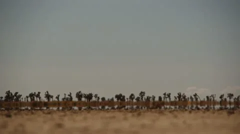 Desert heat waves with cactus in foreground Video stock 18940479