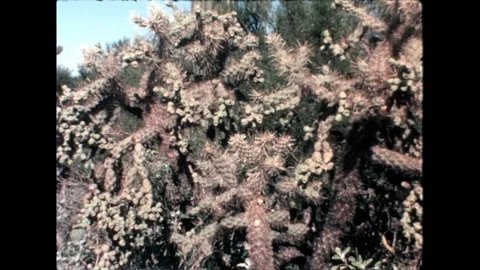 Desert Hills with Vegetation Stock Footage 276290460