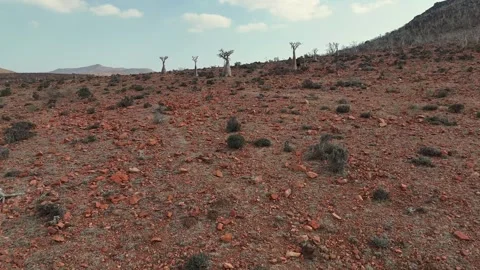 Desert hillside dotted with unique Bottle trees stretches toward mountains Video stock 326981625