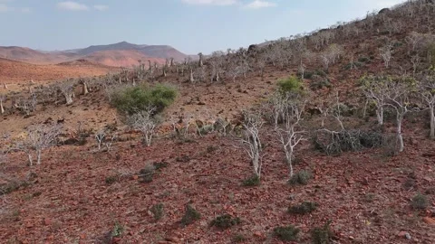 Desert hillside dotted with unique Bottle trees stretches toward mountains Stock-Footage 326984084