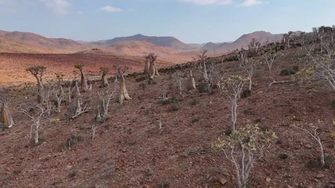 Desert hillside dotted with unique Bottle trees stretches toward mountains Stock-Footage 326984597