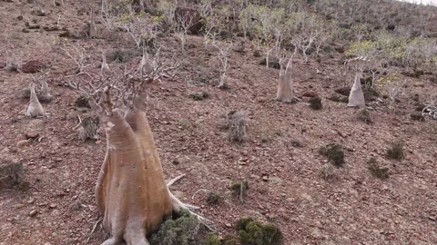 Desert hillside dotted with unique Bottle trees stretches toward mountains 库存影片 326985804