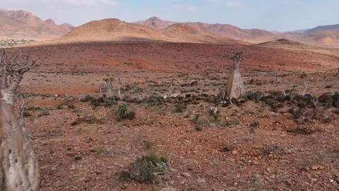 Desert hillside dotted with unique Bottle trees stretches toward mountains 库存影片 326986038