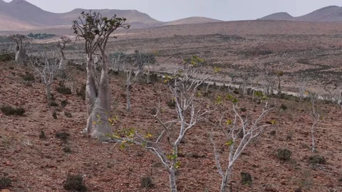 Desert hillside dotted with unique Bottle trees stretches toward mountains Stock-Footage 326986536