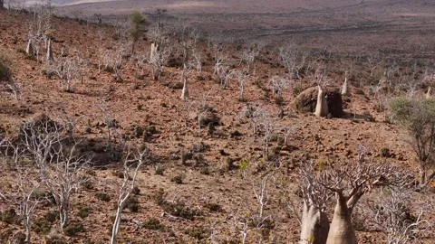 Desert hillside dotted with unique Bottle trees stretches toward mountains Vídeo Stock 326986919