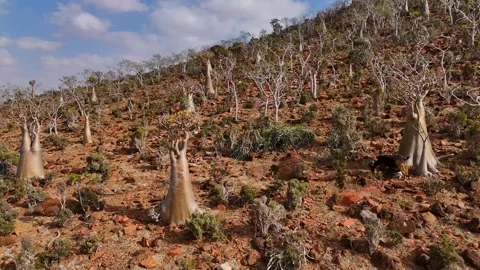 Desert hillside dotted with unique Bottle trees stretches toward mountains Stock-Footage 326988191