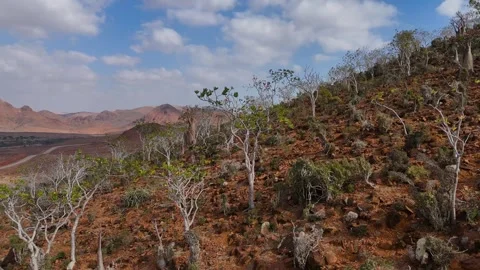Desert hillside dotted with unique Bottle trees stretches toward mountains Stockbeeldmateriaal 326988727