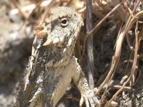 Desert Horned Lizard Stock Footage 75257940
