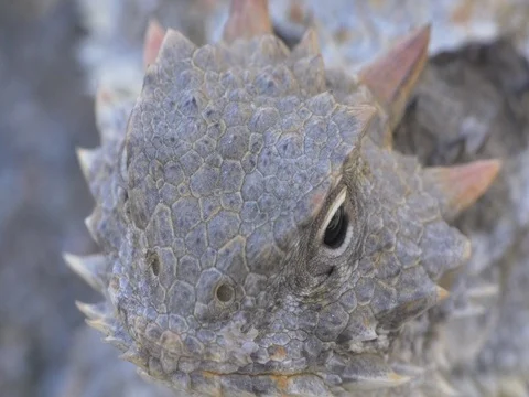 Desert Horned Lizard Stock Footage 75263193