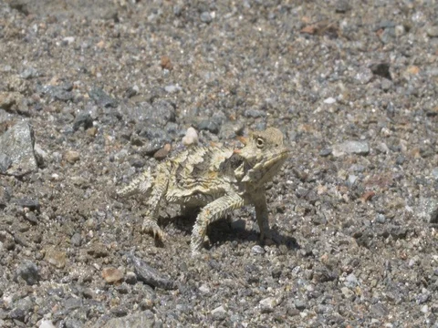 Desert Horned Lizard Stock Footage 75267601