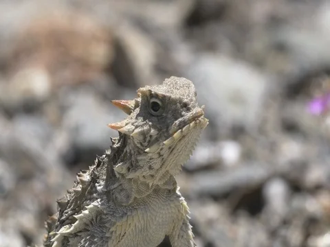 Desert Horned Lizard Stock Footage 75306407
