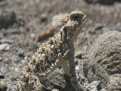 Desert Horned Lizard Stock Footage 75338929