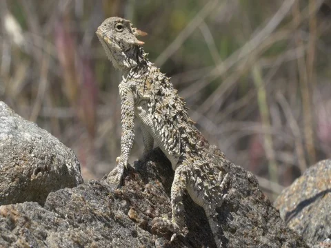 Desert Horned Lizard Stock Footage 75346419