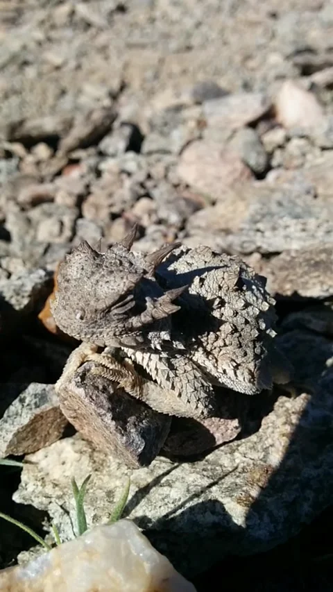 Desert Horned Lizard Stock Footage 168495703