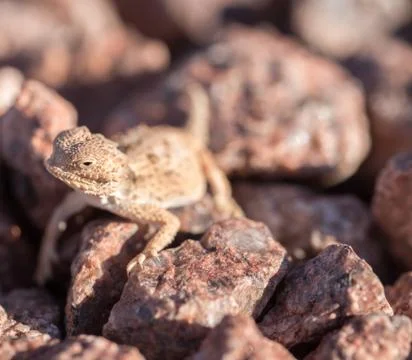 Desert Horned Lizard, horny toads - Phrynosoma platyrhinos Stock Photos