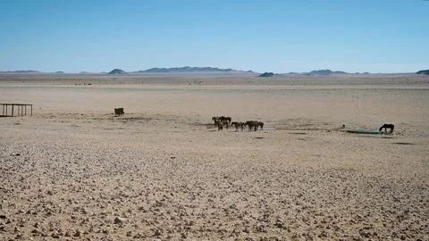 Desert Horses Vídeos de archivo 132819954