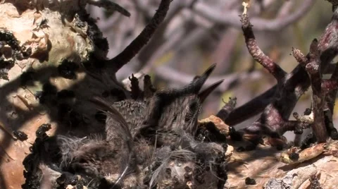 Desert Hummingbird Chicks Keep Cool 스톡 동영상 44267241