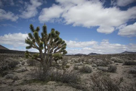 Desert I Stock Photos