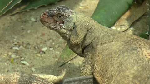 Desert Iguana Video stock 77209632