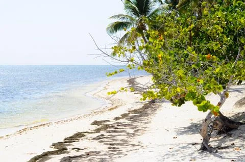 Desert Island Stock Photos