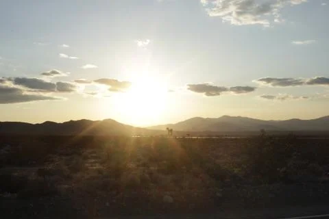 Desert - Joshua Tree 3 스톡 사진