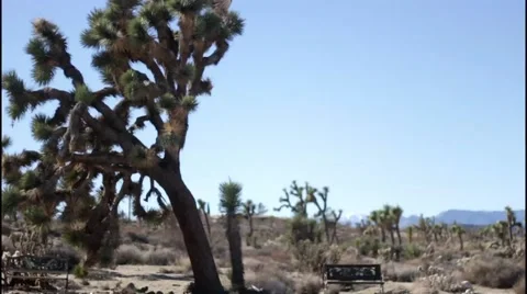 Desert Joshua Tree And Bench Stock Footage 50614606